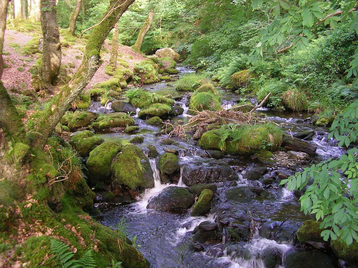 The Dolgoch Bed & Breakfast Bryn-crug Dış mekan fotoğraf